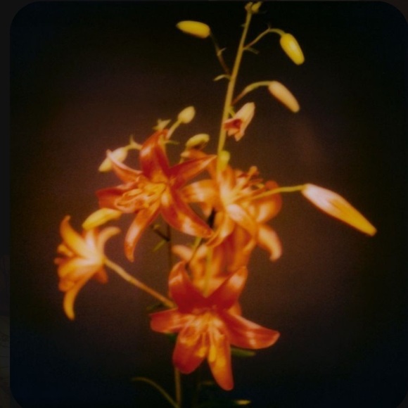 Meet your Posher, Sadie - Picture 1 of 1